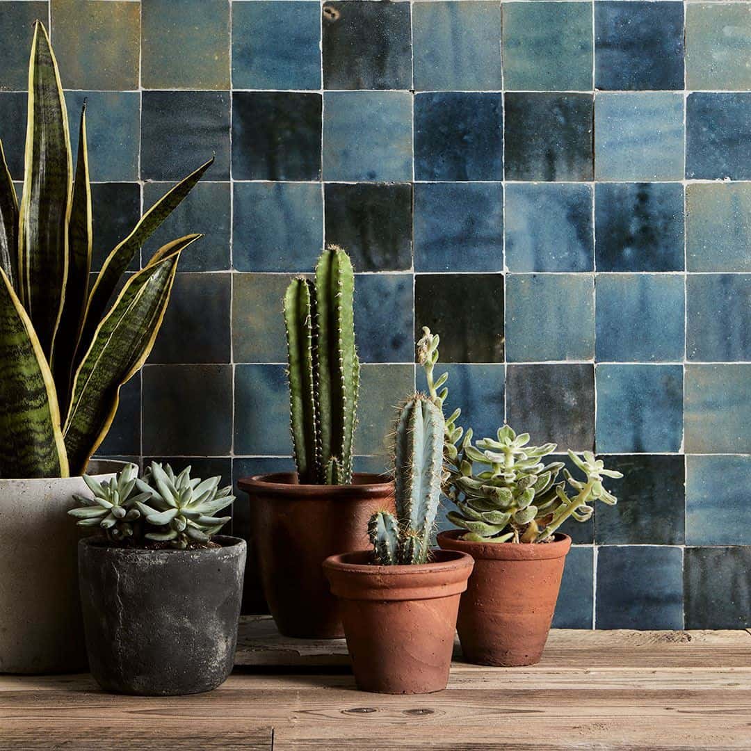Close-up of terracotta potted succulents and cacti against a blue tiled background, creating a natural and calming aesthetic.
