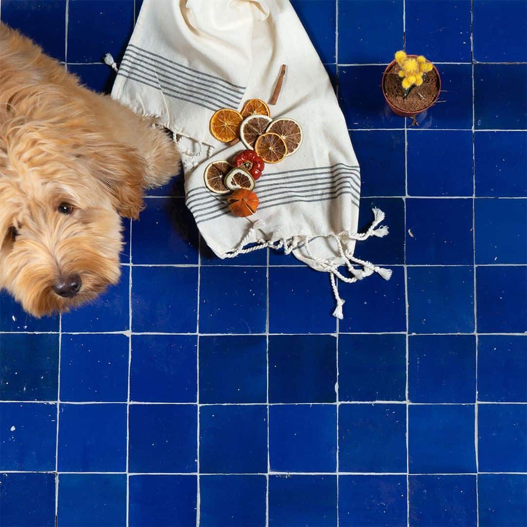 Curly-haired dog resting on glossy blue tiles beside striped cloth, dried citrus, and cinnamon.