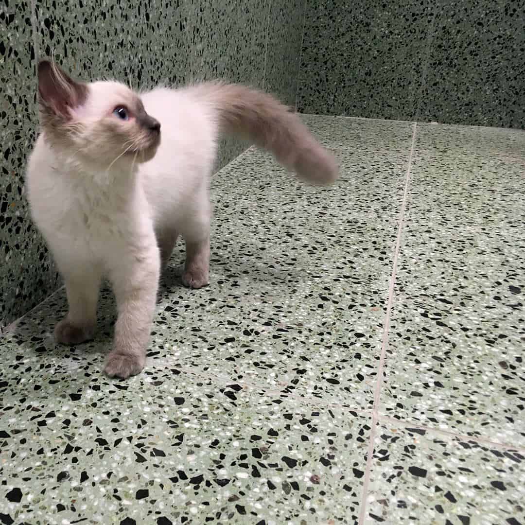 Small kitten standing on green terrazzo floor and wall, looking upward with tail raised.